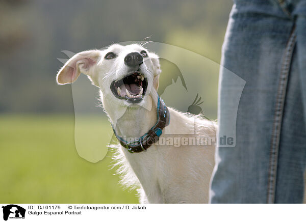 Galgo Espanol Portrait / Galgo Espanol Portrait / DJ-01179