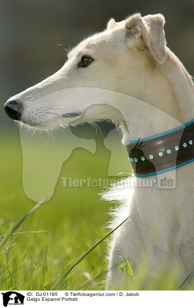 Galgo Espanol Portrait / Galgo Espanol Portrait / DJ-01185