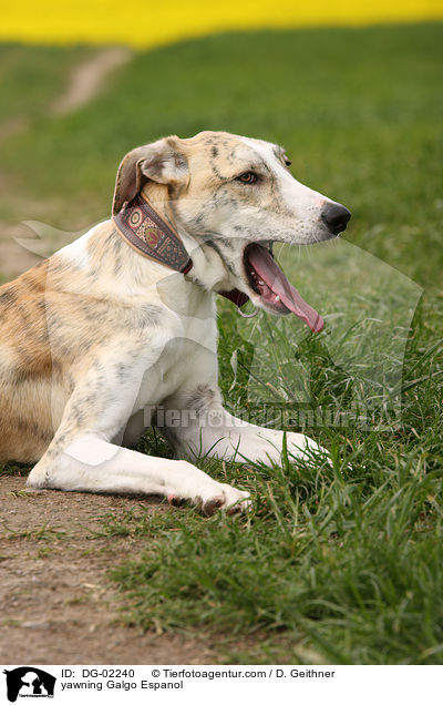 ghnender Galgo Espanol / yawning Galgo Espanol / DG-02240