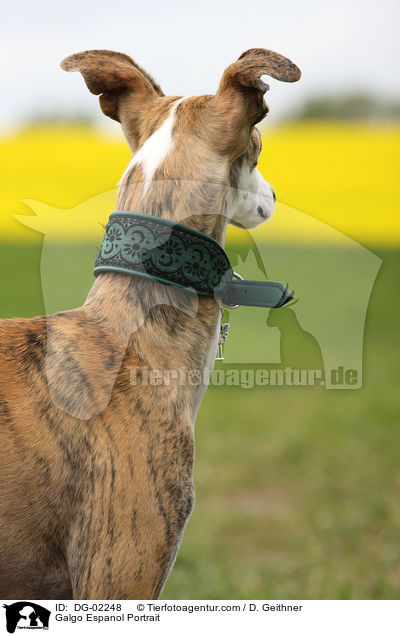 Galgo Espanol Portrait / DG-02248