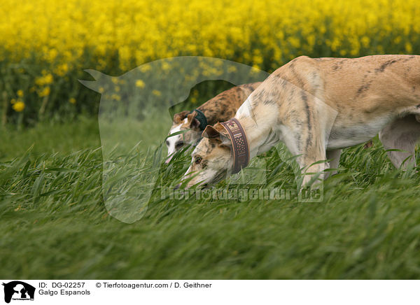 Galgo Espanols / Galgo Espanols / DG-02257