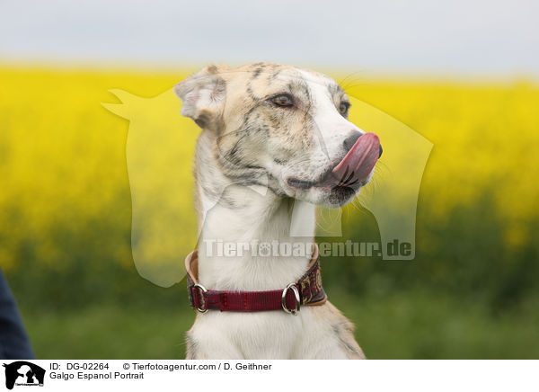 Galgo Espanol Portrait / Galgo Espanol Portrait / DG-02264