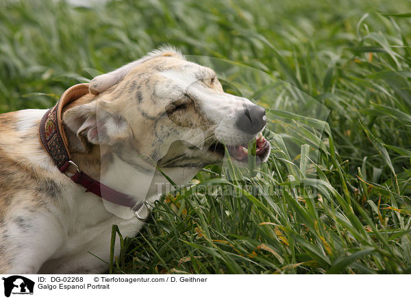 Galgo Espanol Portrait / Galgo Espanol Portrait / DG-02268