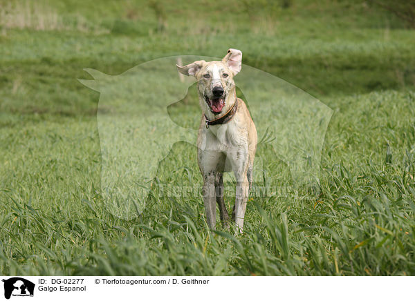 Galgo Espanol / Galgo Espanol / DG-02277