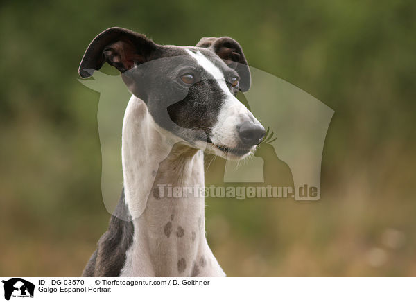 Galgo Espanol Portrait / DG-03570