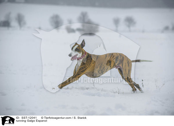 running Galgo Espanol / SST-12041