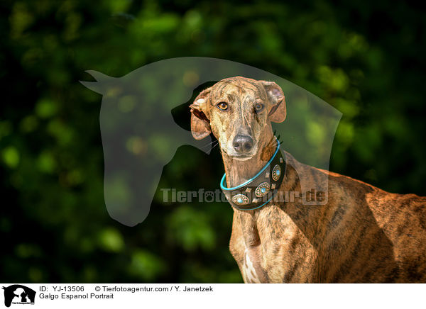 Galgo Espanol Portrait / Galgo Espanol Portrait / YJ-13506