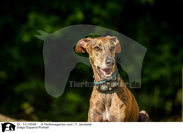 Galgo Espanol Portrait / Galgo Espanol Portrait / YJ-13508