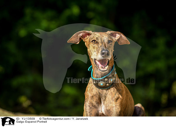 Galgo Espanol Portrait / Galgo Espanol Portrait / YJ-13509