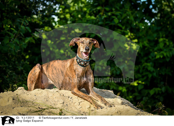 liegender Galgo Espanol / lying Galgo Espanol / YJ-13511