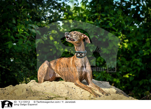 liegender Galgo Espanol / lying Galgo Espanol / YJ-13512