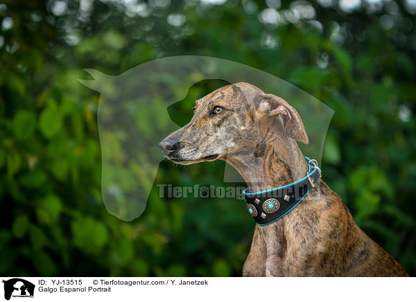 Galgo Espanol Portrait / Galgo Espanol Portrait / YJ-13515