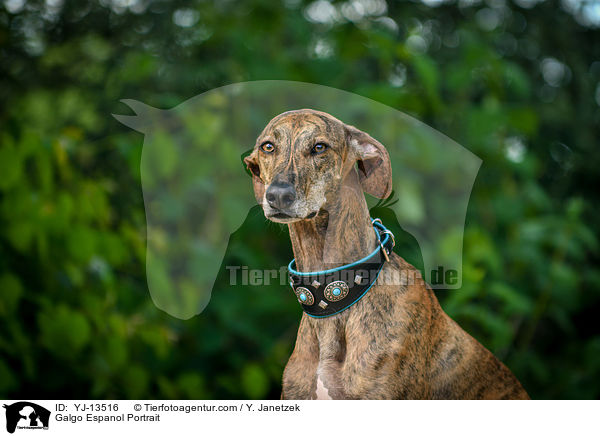 Galgo Espanol Portrait / Galgo Espanol Portrait / YJ-13516