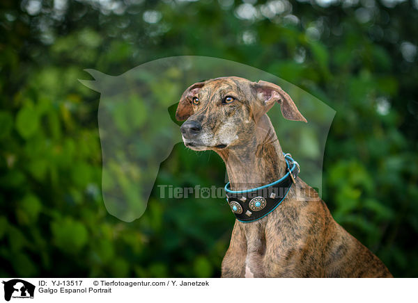 Galgo Espanol Portrait / Galgo Espanol Portrait / YJ-13517