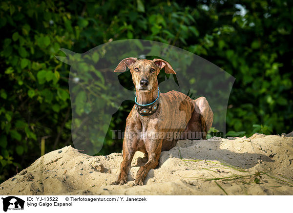 liegender Galgo Espanol / lying Galgo Espanol / YJ-13522