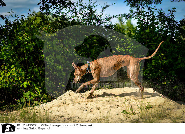 rennender Galgo Espanol / running Galgo Espanol / YJ-13527