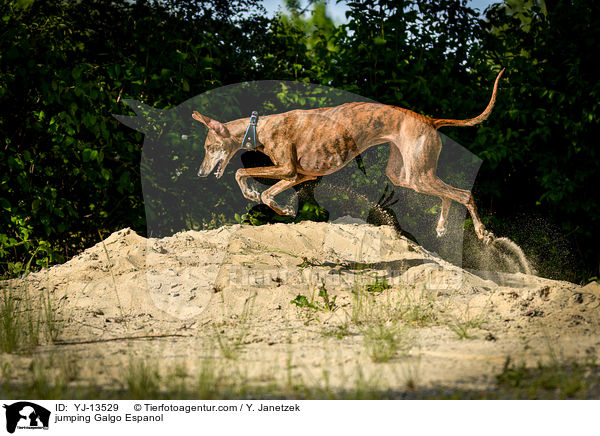 springender Galgo Espanol / jumping Galgo Espanol / YJ-13529