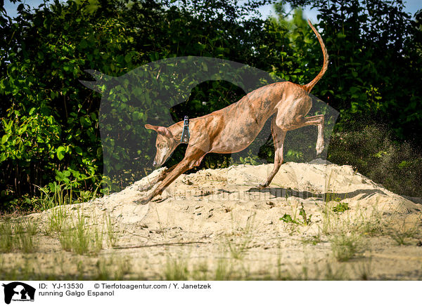 rennender Galgo Espanol / running Galgo Espanol / YJ-13530