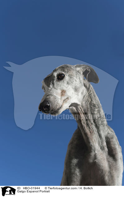 Galgo Espanol Portrait / Galgo Espanol Portrait / HBO-01944