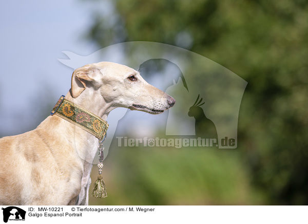 Galgo Espanol Portrait / Galgo Espanol Portrait / MW-10221