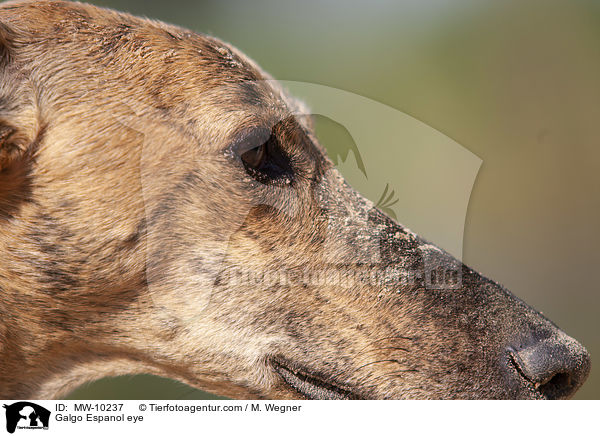 Galgo Espanol eye / MW-10237