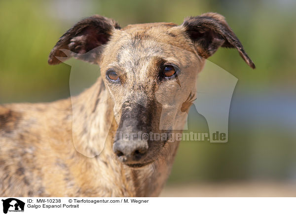 Galgo Espanol Portrait / Galgo Espanol Portrait / MW-10238