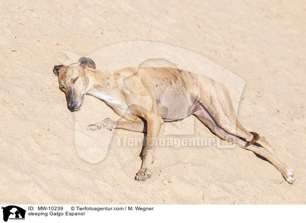 schlafender Galgo Espanol / sleeping Galgo Espanol / MW-10239