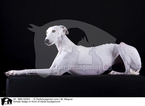 Galgo Hndin vor schwarzem Hintergrund / female Galgo in front of black background / MW-16593