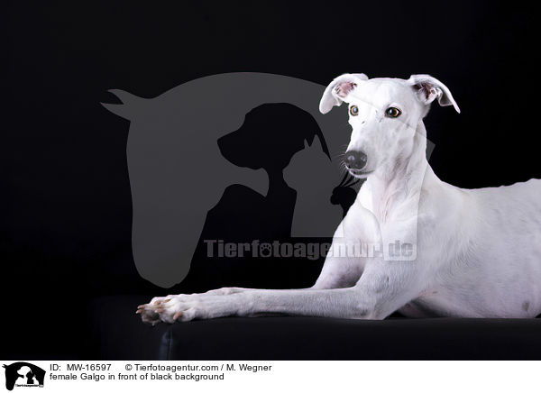 Galgo Hndin vor schwarzem Hintergrund / female Galgo in front of black background / MW-16597