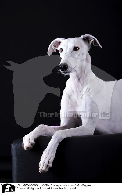 Galgo Hndin vor schwarzem Hintergrund / female Galgo in front of black background / MW-16603