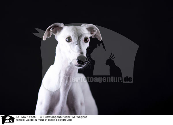 Galgo Hndin vor schwarzem Hintergrund / female Galgo in front of black background / MW-16625