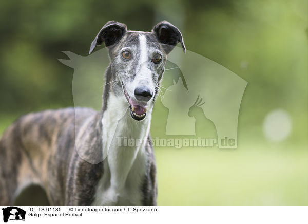 Galgo Espanol Portrait / TS-01185