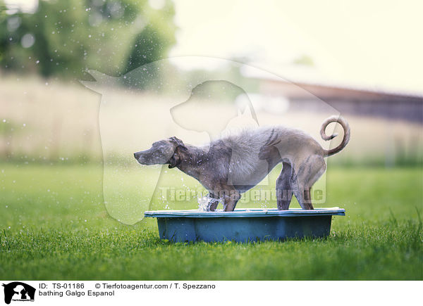 badender Galgo Espanol / bathing Galgo Espanol / TS-01186