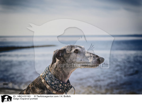 Galgo Espanol portrait / HBO-03193