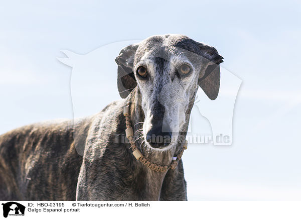 Galgo Espanol portrait / HBO-03195