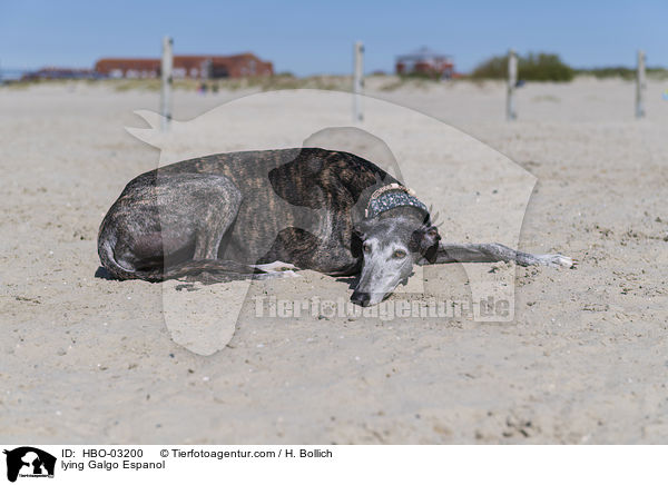 liegender Galgo Espanol / lying Galgo Espanol / HBO-03200