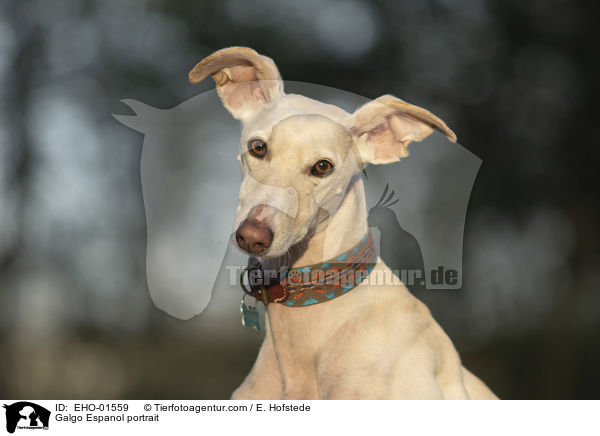 Galgo Espanol Portrait / Galgo Espanol portrait / EHO-01559