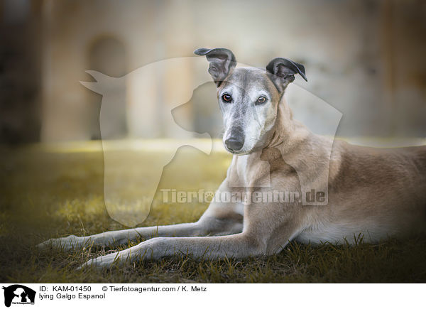 liegender Galgo Espanol / lying Galgo Espanol / KAM-01450