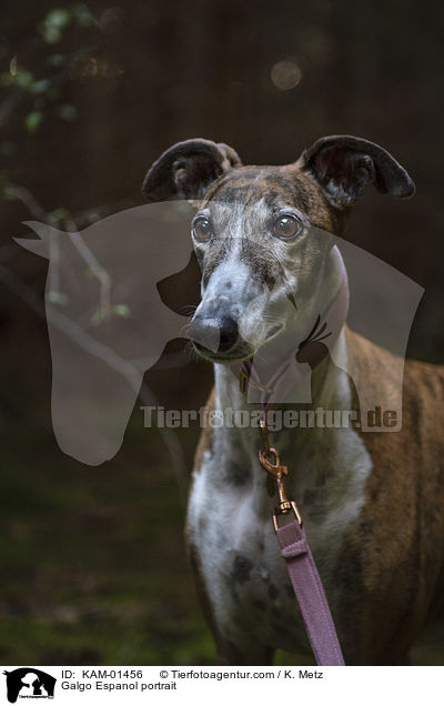 Galgo Espanol Portrait / Galgo Espanol portrait / KAM-01456