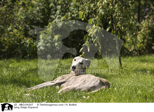 liegender Galgo Espanol / lying Galgo Espanol / HBO-04247