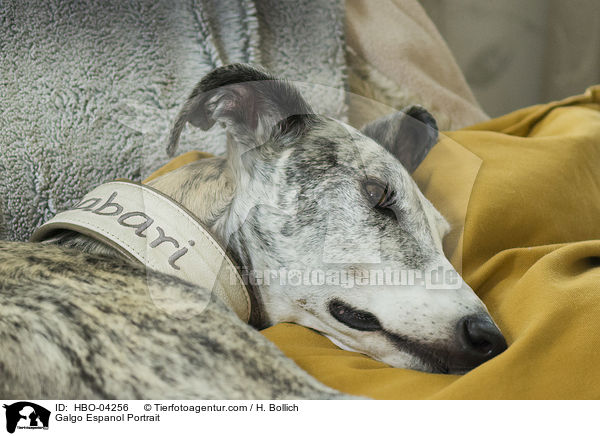 Galgo Espanol Portrait / HBO-04256