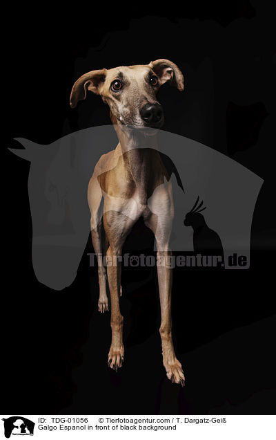 Galgo Espanol in front of black background / TDG-01056