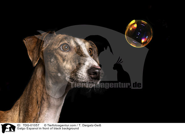 Galgo Espanol vor schwarzem Hintergrund / Galgo Espanol in front of black background / TDG-01057