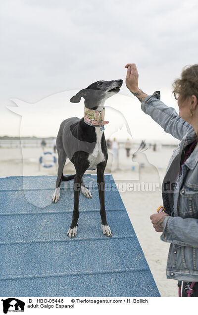 erwachsener Galgo Espanol / adult Galgo Espanol / HBO-05446