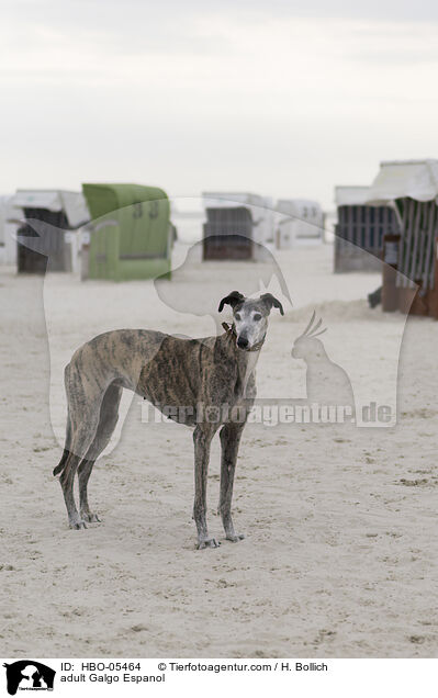 erwachsener Galgo Espanol / adult Galgo Espanol / HBO-05464