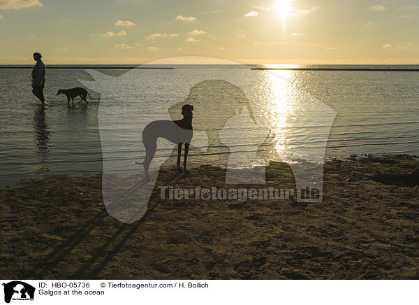 Galgos am Meer / Galgos at the ocean / HBO-05736