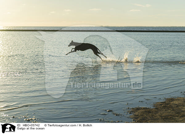 Galgo am Meer / Galgo at the ocean / HBO-05742