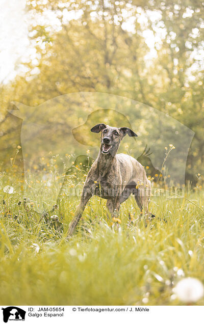 Galgo Espanol / Galgo Espanol / JAM-05654