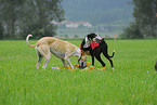 Galgo Espanol