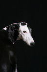 Galgo Espanol Portrait